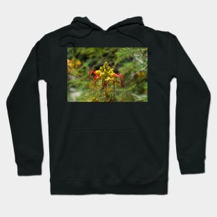 Yellow and red flower of the bird of paradise Hoodie